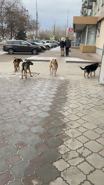 Жители Михайловки вновь обращают внимание на проблему бродячих собак