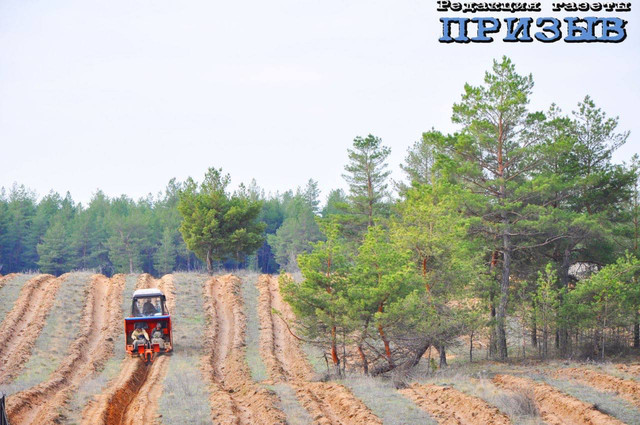 В Михайловском лесничестве высаживают лес на сотнях гектаров — в приоритете огнестойкие породы