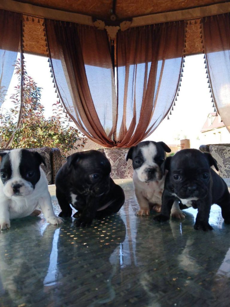 Щенки ищут новый дом