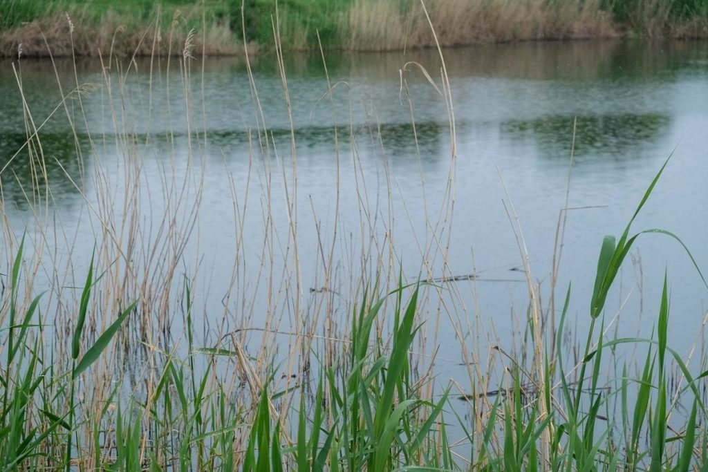 Волгоградцы предупреждены об опасности заражения бактерией в водоёмах