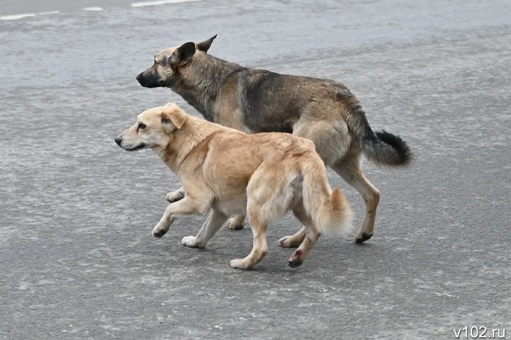 В Михайловке выплатят компенсацию 8-летнему школьнику за укус бездомной собаки