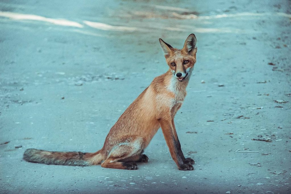 Лиса замечена на реке в Михайловке