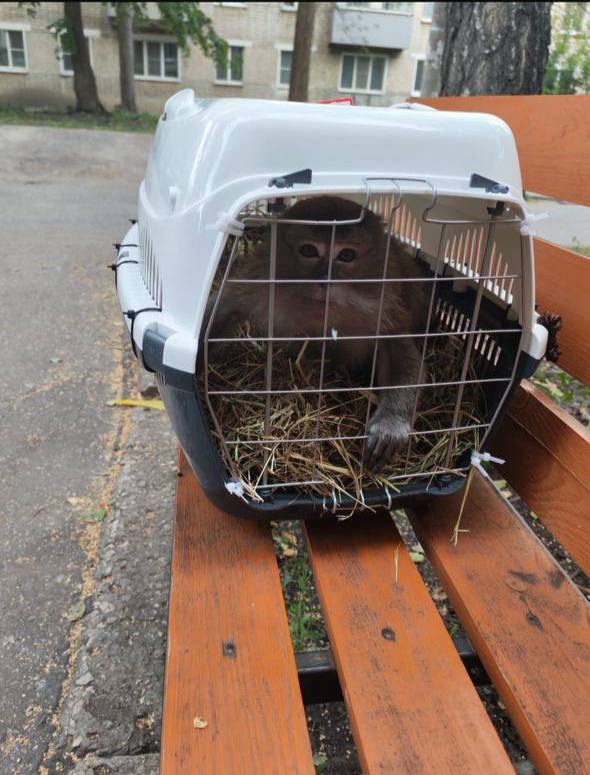 В Михайловке пропала обезьяна по кличке Лера