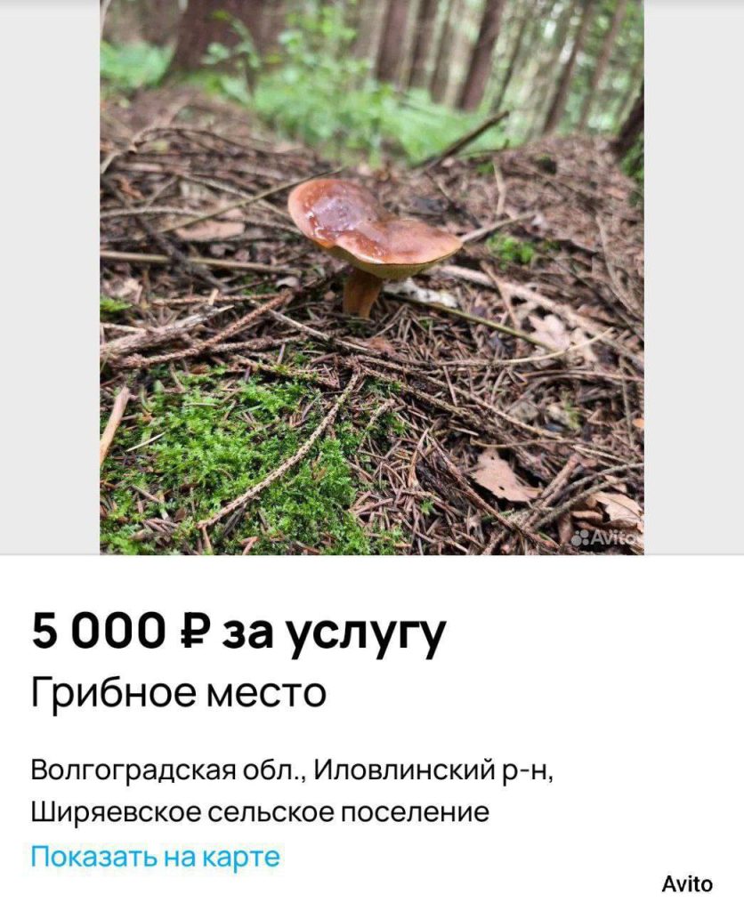Волгоградский грибник продает координаты своих грибных мест за 5000 рублей