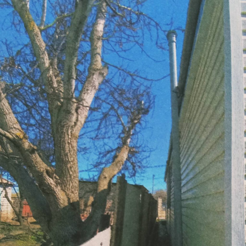 Суд в Михайловке обязал владелицу частного дома убрать дерево, мешающее газовому оборудованию соседей