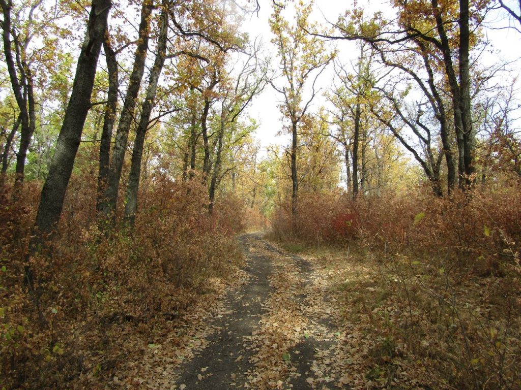 Осенняя лесная тропинка в Михайловке
