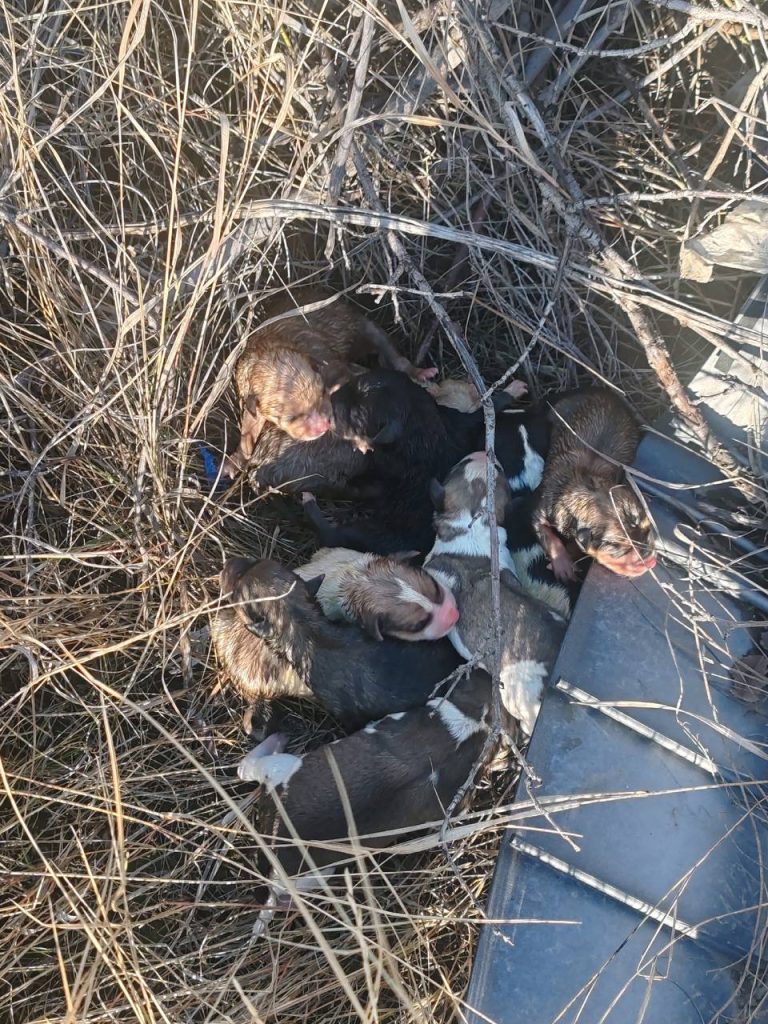 В Михайловке нашли выброшенных на улицу щенков