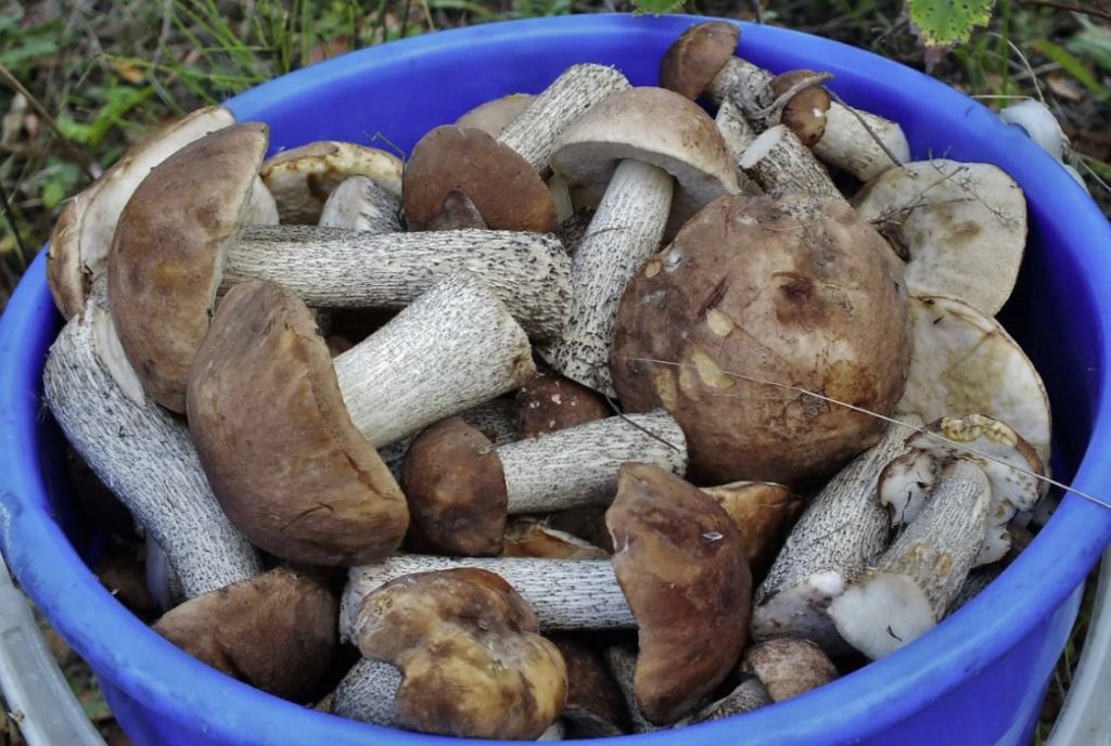 Осенние дожди ознаменовали начало грибного сезона в регионе