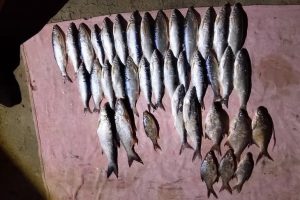 Михайловский рыбозавод оказался на грани банкротства