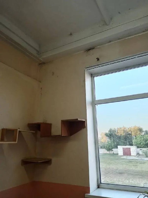 Плесень в школе Михайловки: родители бьют тревогу из-за бездействия администрации
