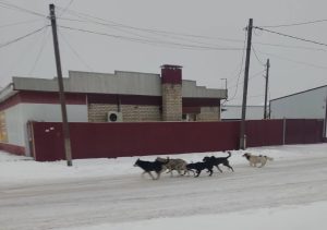 В Михайловке собаки покусали ребёнка: родители в отчаянии от бездействия властей