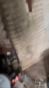 Трагедия в Михайловке: десятки собак погибли в запертом доме после смерти хозяйки