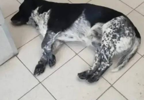 Жестокое отравление бездомной собаки в Михайловке возмутило жителей