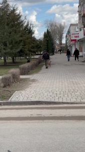 Волгоградцы массово обращаются к врачам после укусов животных