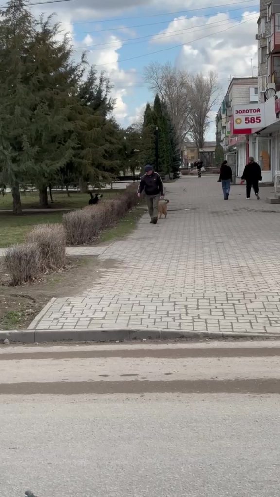 Волгоградцы массово обращаются к врачам после укусов животных