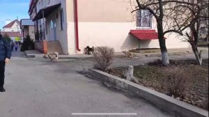 Бродячие собаки на территории детской больницы в Михайловке вызывают тревогу