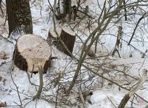 В Михайловке задержан мужчина, вырубивший ценные дубы на дрова