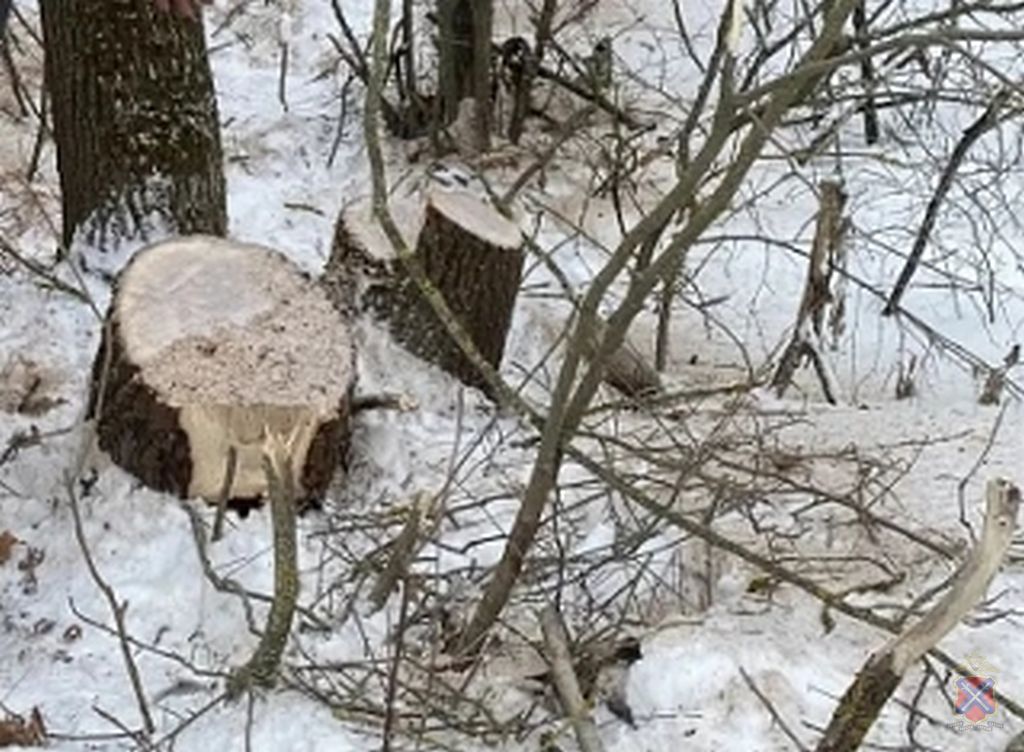 В Михайловке задержан мужчина, вырубивший ценные дубы на дрова