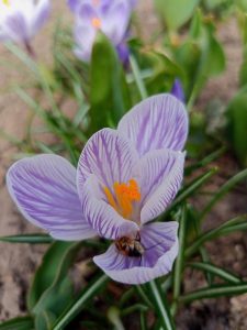 Весеннее цветение в Михайловском районе: первые цветы распустились