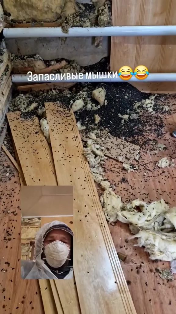 Мышиный клад: в Михайловке грызуны устроили невероятные запасы