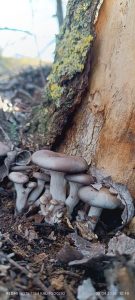 Волгоградские грибники открыли весенний сезон тихой охоты