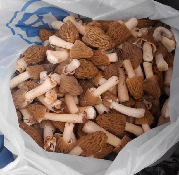 Волгоградские леса порадовали грибников первыми сморчками