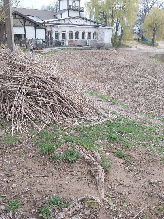 В Михайловке начали косить камыш на пруду: жители опасаются, что работы ведутся с опозданием